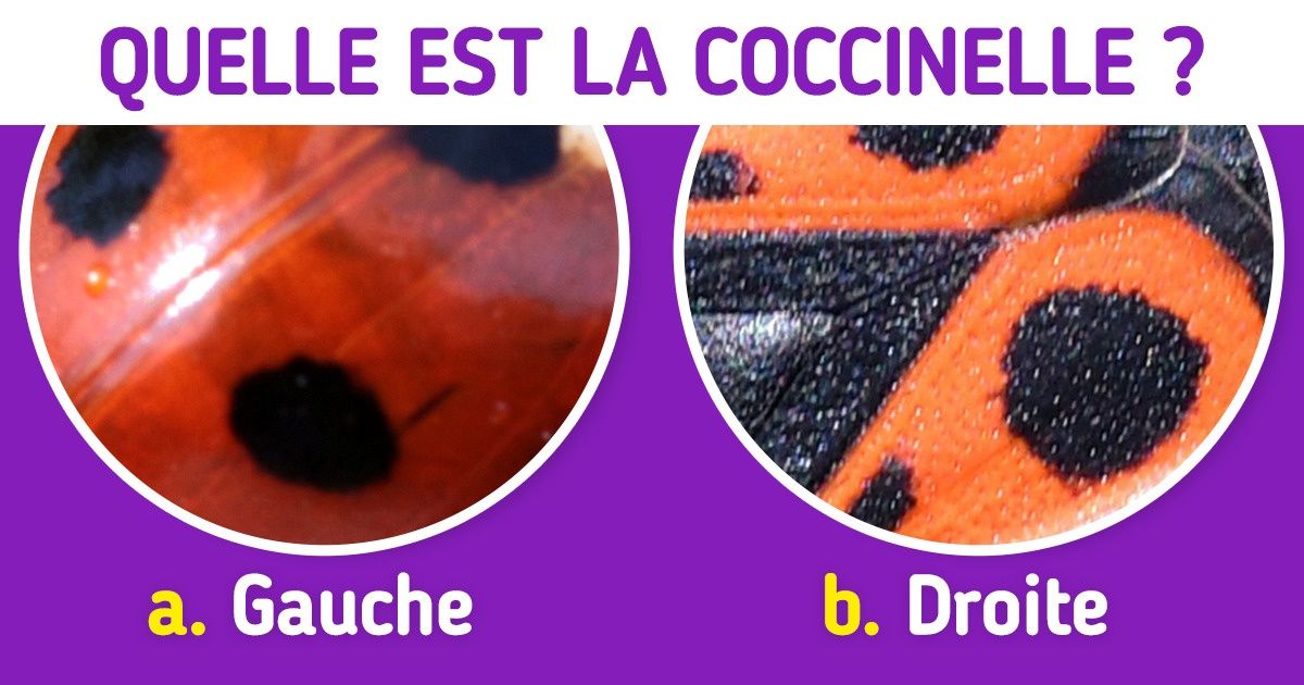 Test : Devine de quel animal il s’agit rien qu’en regardant ses taches