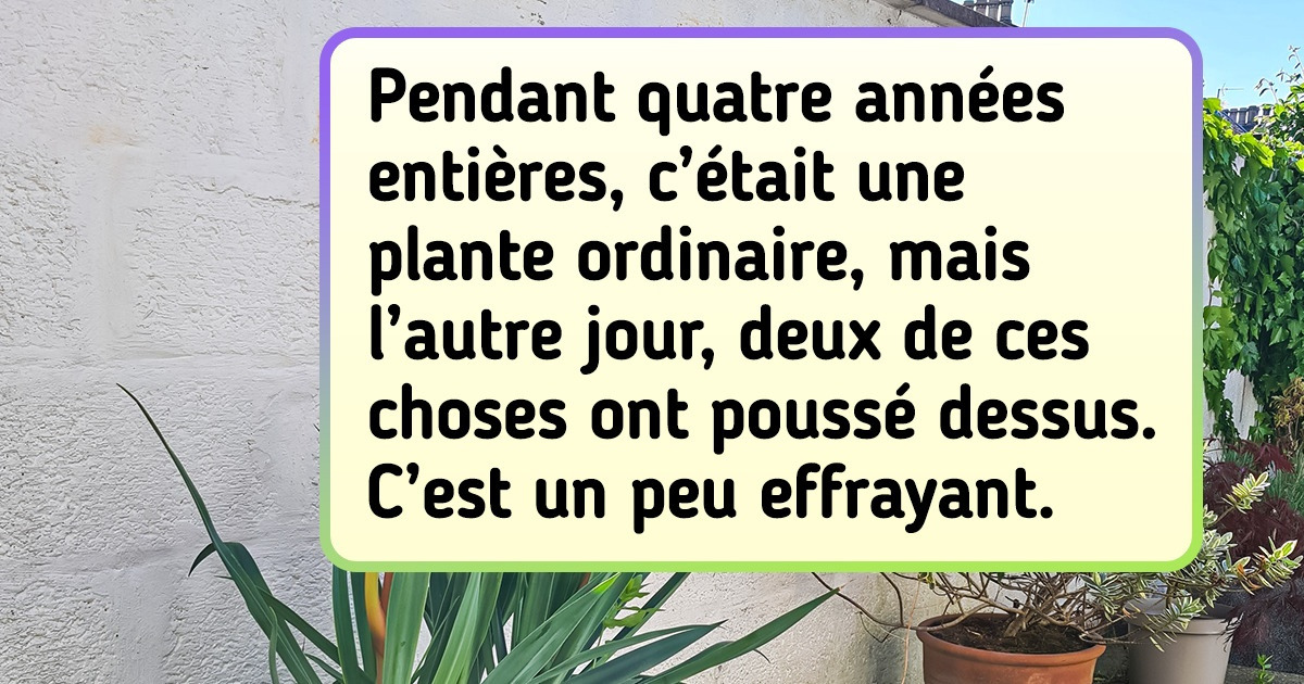17 Plantes bizarres qui suscitent plus de questions qu’elles n’apportent de réponses
