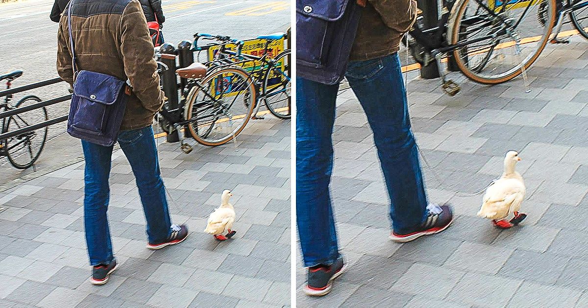 19 Photos qui prouvent qu’on peut vraiment promener n’importe quel animal de compagnie n’importe où