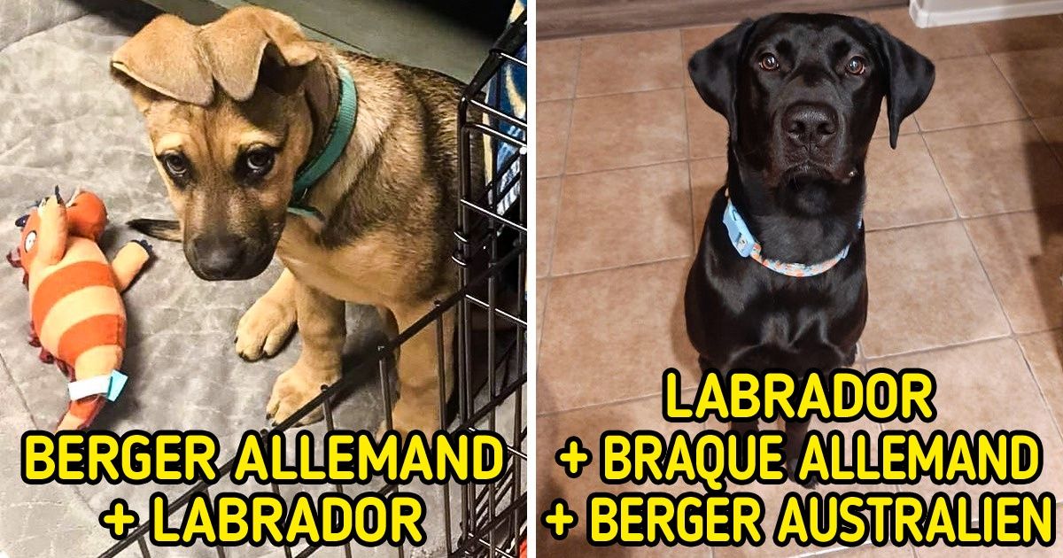 Chiens Issus De M Langes De Races Qui Prouvent Que La Nature A La Recette Parfaite Pour Cr Er