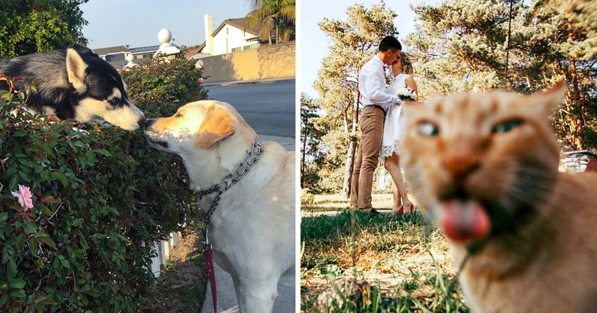 25 Photos qui montrent qu’une fois que tu adoptes un animal de compagnie, tu ne t’ennuies plus jamais