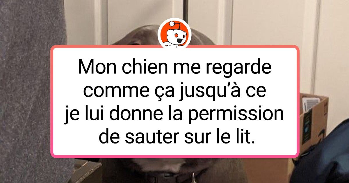 23 Chiens dont le simple regard ou comportement innocent suffisent à séduire n’importe qui