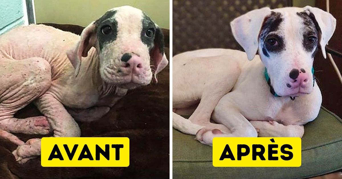 20+ Photos d’animaux avant et après leur adoption