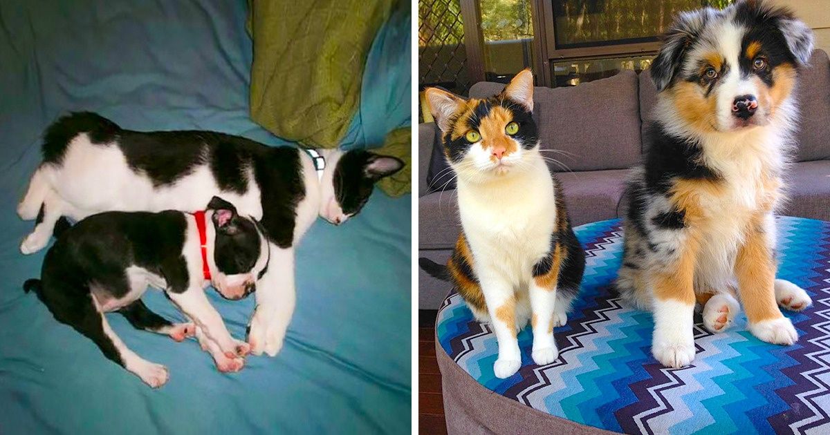 20 Jumeaux d’animaux de différentes espèces qui nous font soupirer de tendresse