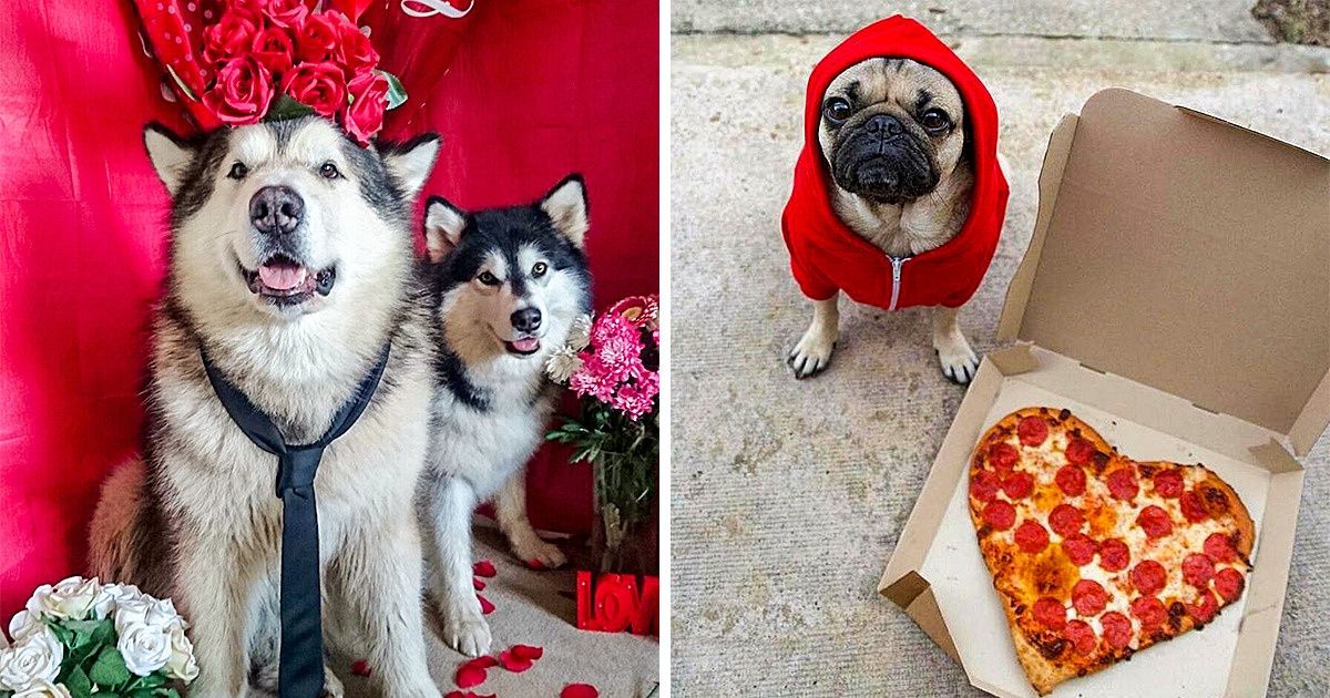 18 Animaux de compagnie qui aiment fêter la Saint-Valentin ! 18 Animaux de compagnie qui aiment fêter la Saint-Valentin !