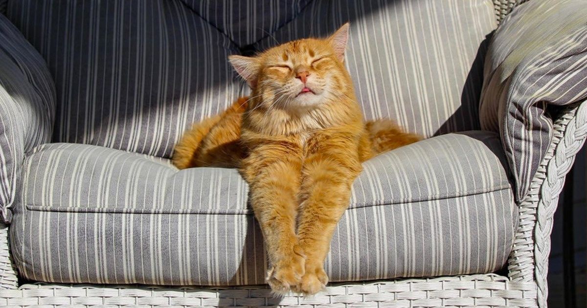 15 Chats qui te donneront le sourire pour la journée 15 Chats qui te donneront le sourire pour la journée