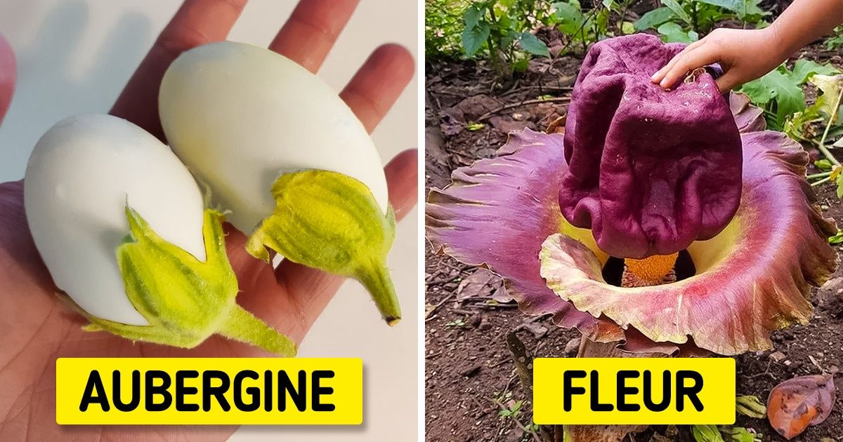 18 Photos qui prouvent que la nature nous réserve beaucoup de surprises