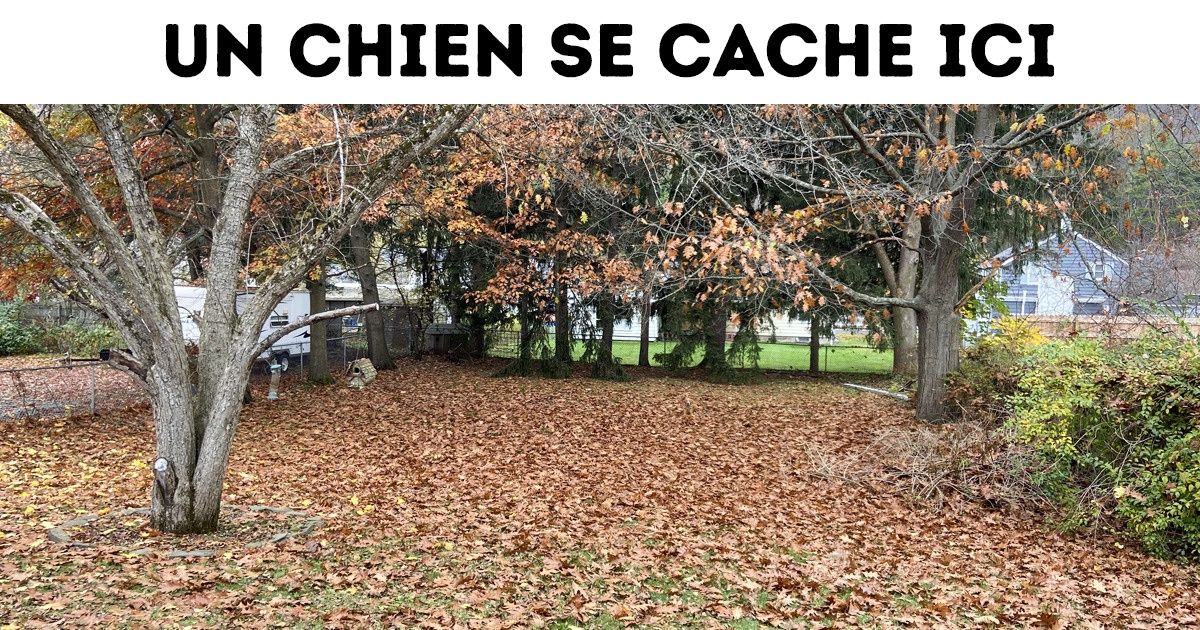 Test : sauras-tu retrouver l’animal ou l’objet caché ?