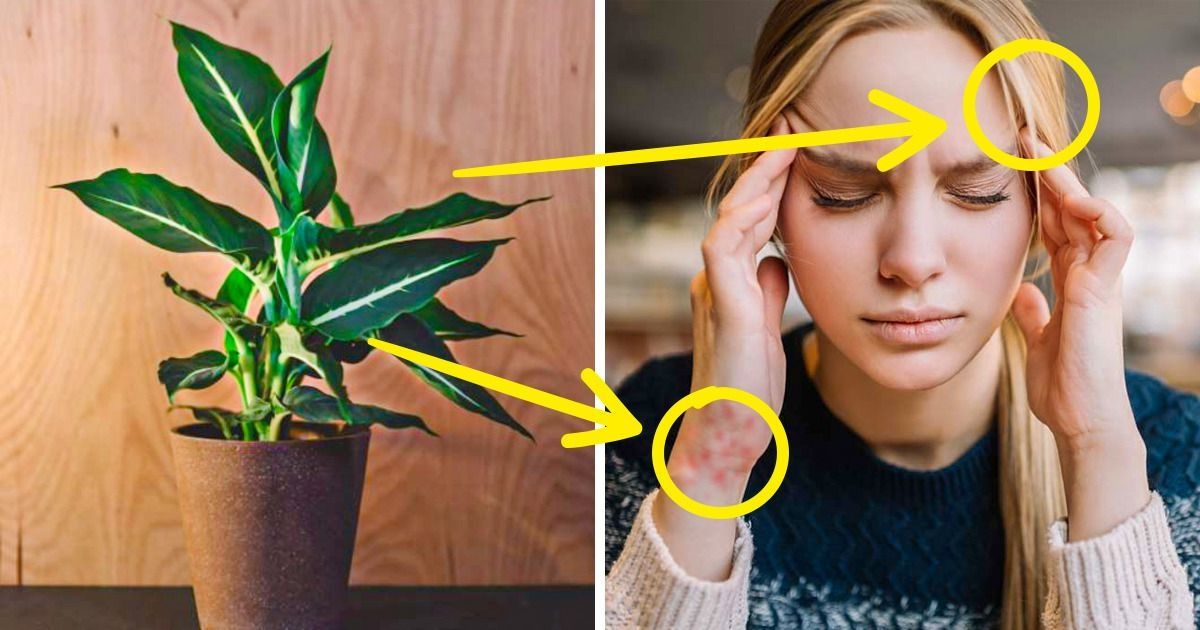 10 Plantes d’intérieur qui nuisent petit à petit à ta santé