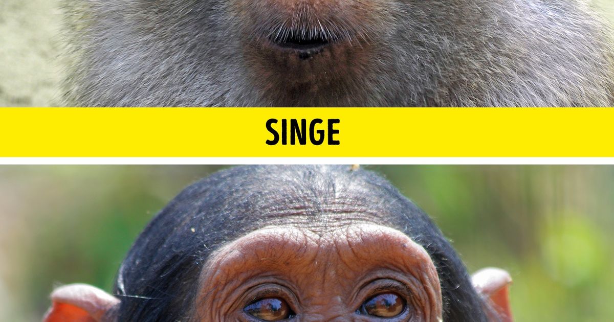 13 Duos d’animaux presque identiques que tu peux confondre facilement 13 Duos d’animaux presque identiques que tu peux confondre facilement