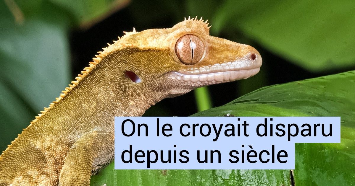 10 Animaux qui ne sont plus en voie de disparition