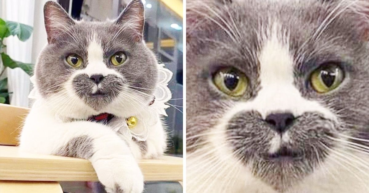 20+ Chats dont l’apparence est si incroyable qu’elle a l’air d’avoir été photoshopée