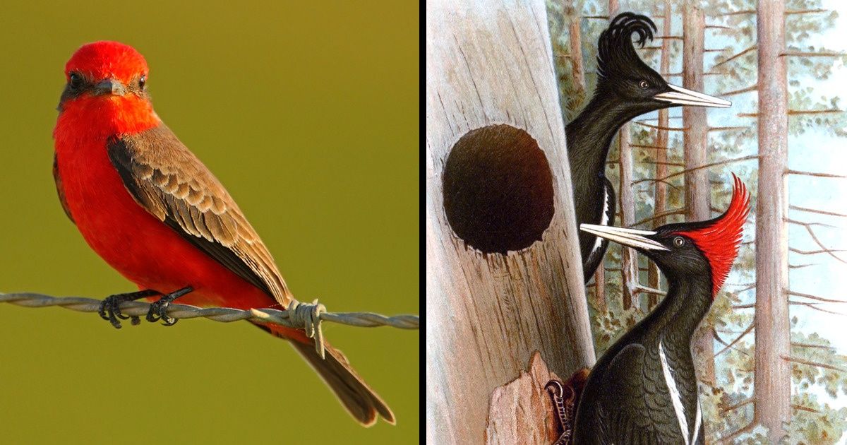 10 Oiseaux que nous ne verrons peut-être plus jamais