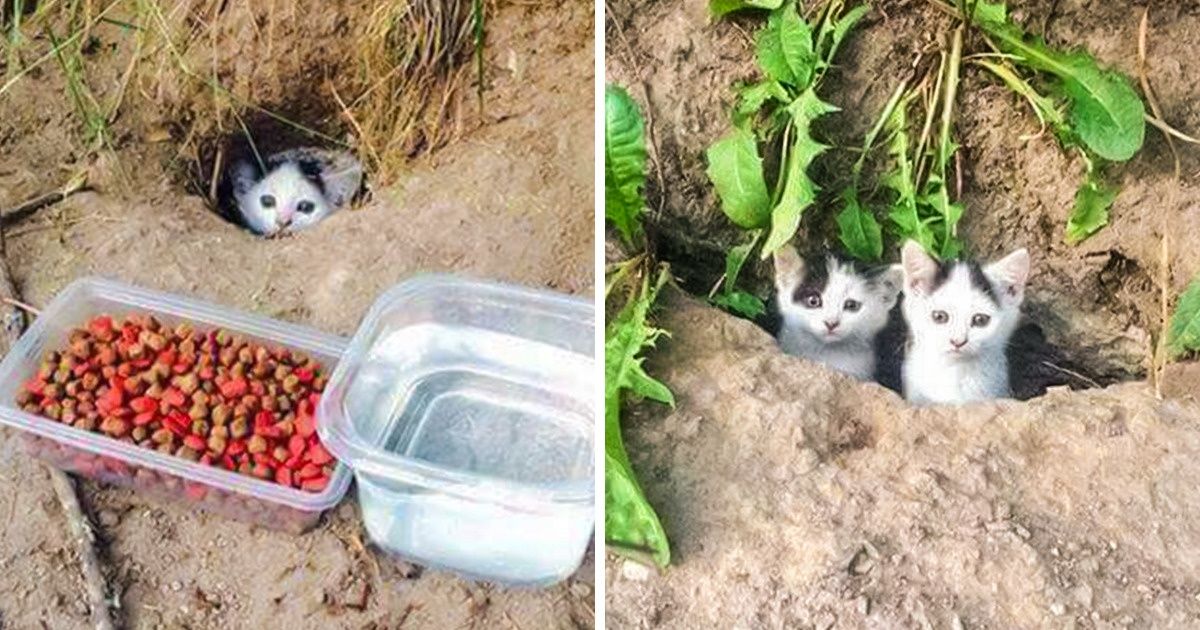 21 Photos qui révèlent à quel point les animaux peuvent avoir besoin de notre soutien
