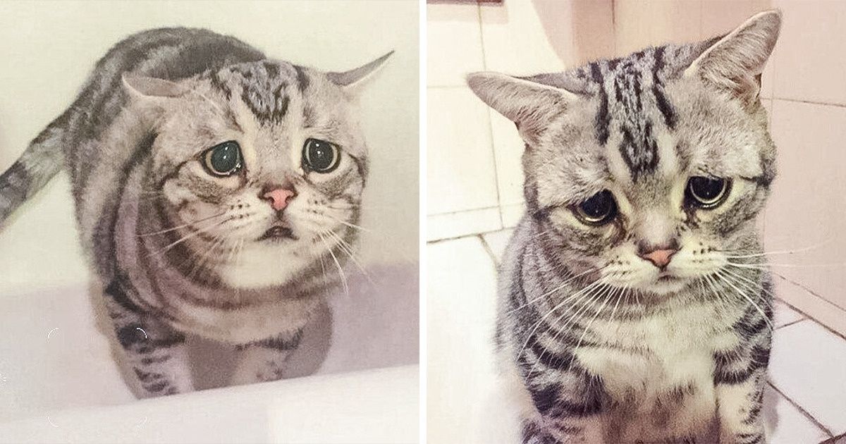 Ton chat ou ton chien peut se sentir offensé quand tu parles de lui comme d’un “animal de compagnie”