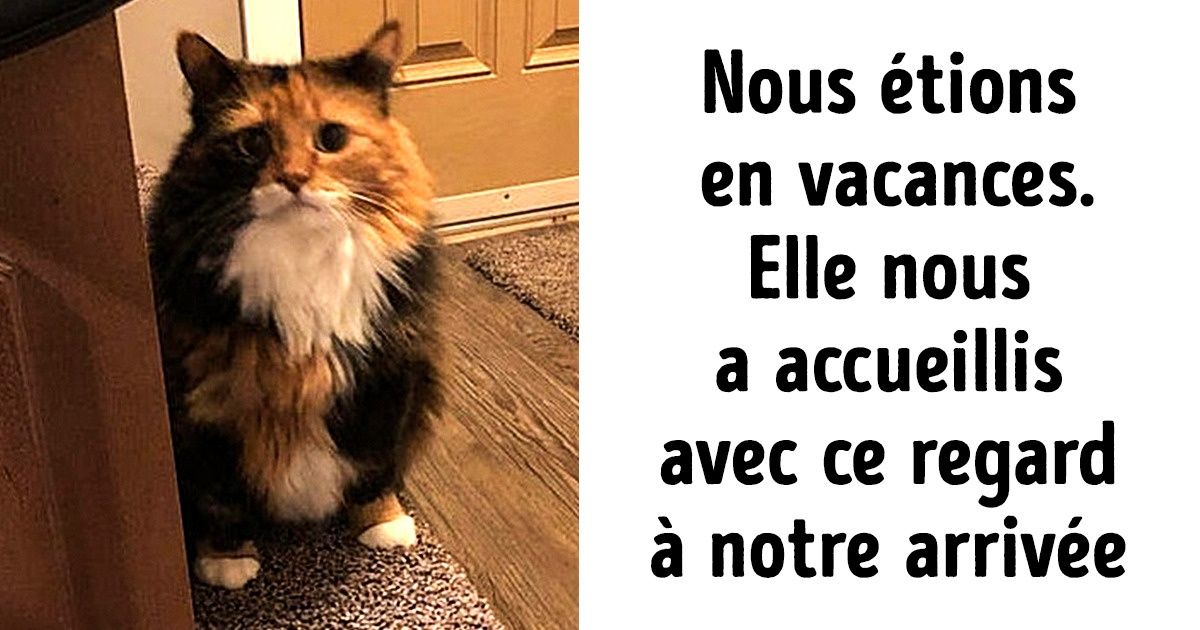 20+ Animaux qu’on veut prendre dans nos bras et ne plus jamais laisser partir