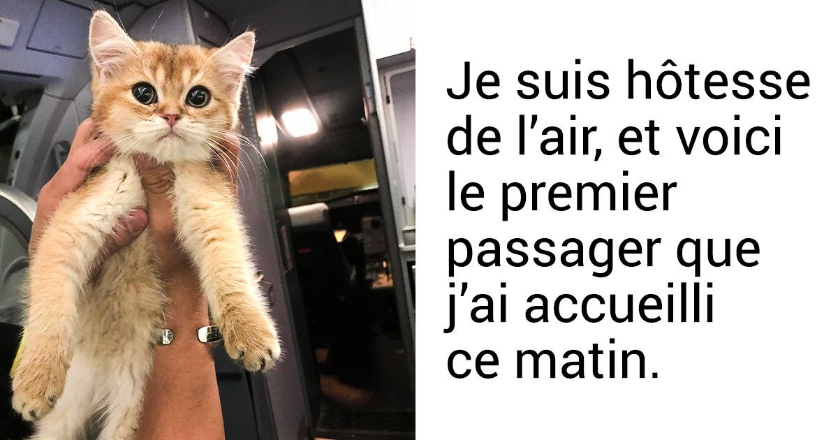 Les utilisateurs de Reddit ont partagé 16 moments de leur vie où leurs animaux de compagnie les ont particulièrement attendris