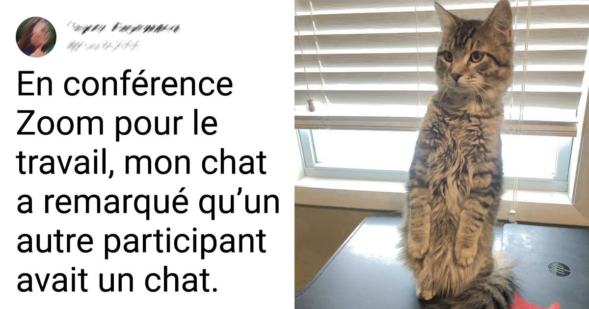 15 Photos qui prouvent que les chats règnent sur ce monde