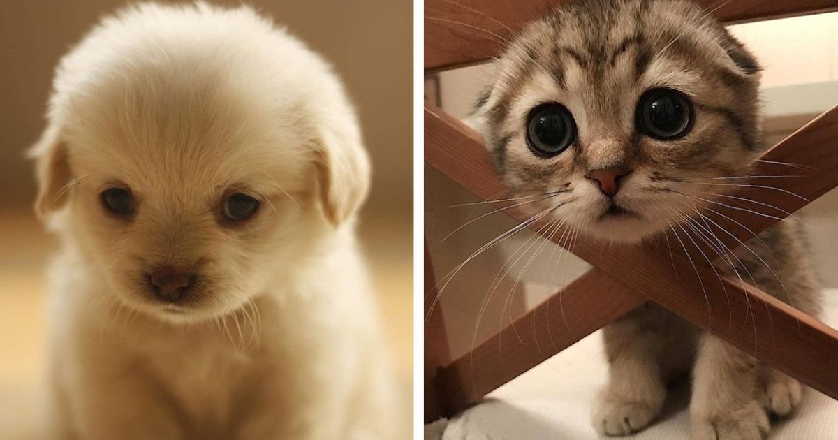 Ces 19 animaux sont à croquer, viens les découvrir