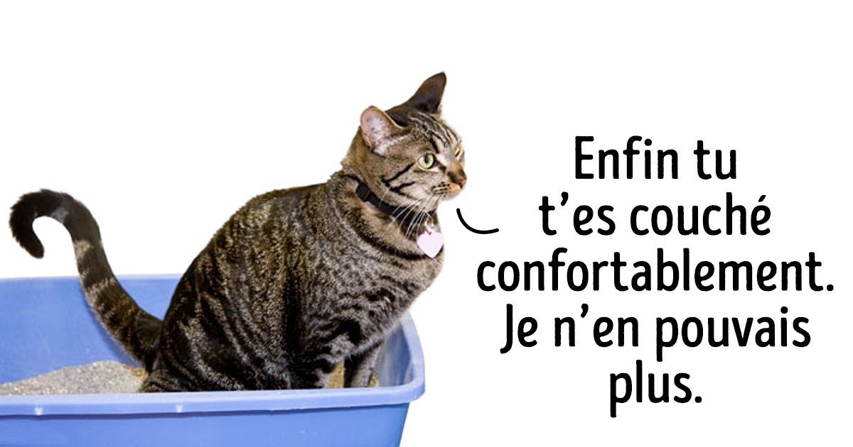 12 Habitudes étranges de chats qui ont finalement une explication 12 Habitudes étranges de chats qui ont finalement une explication