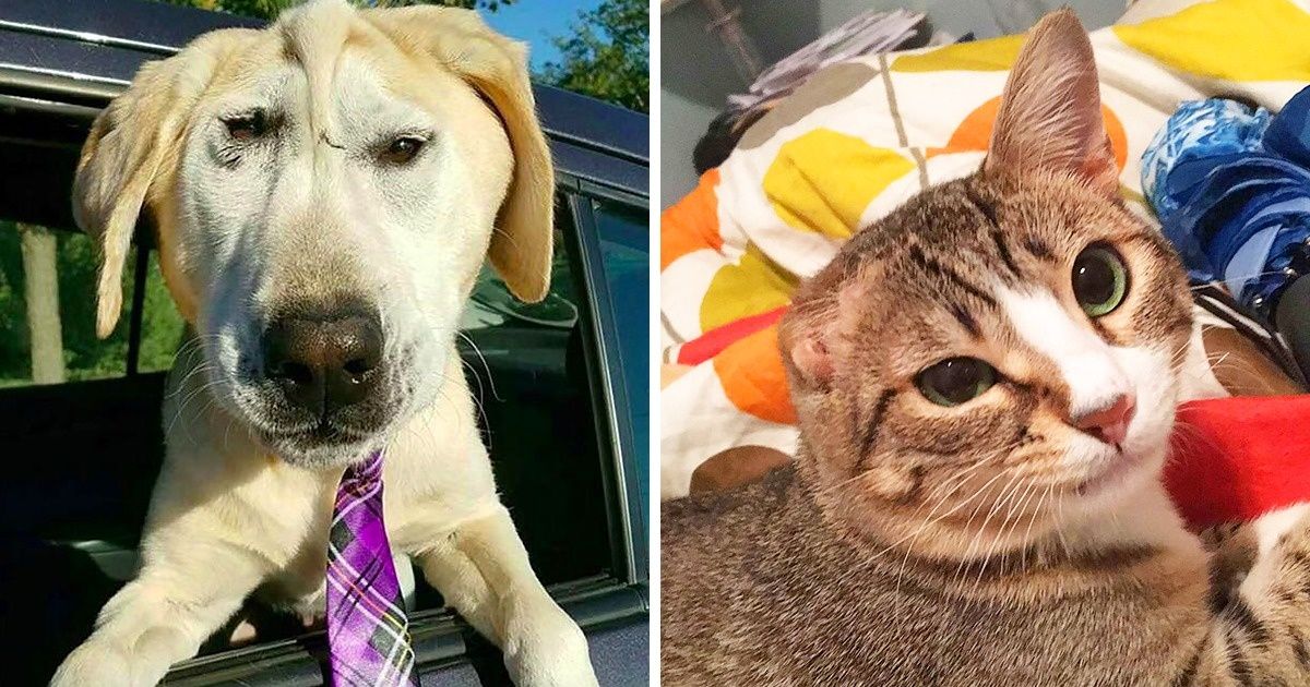 Ces 15 animaux particuliers ont trouvé un foyer rempli d’amour