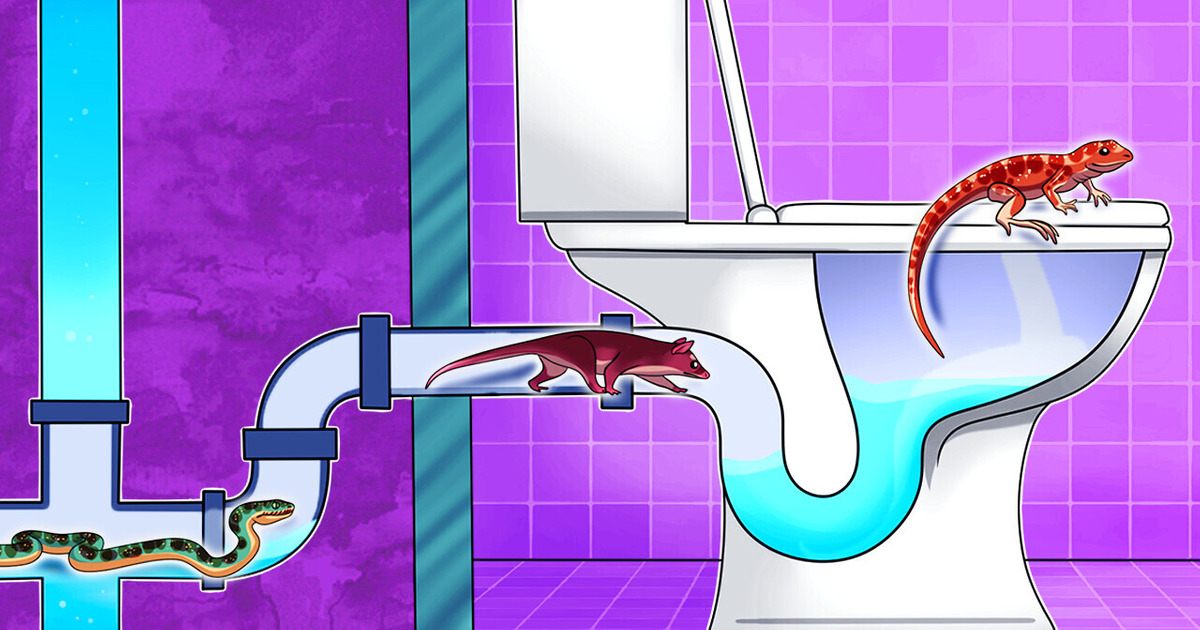 7 Types de Créatures Qui Peuvent Surgir de Tes Toilettes