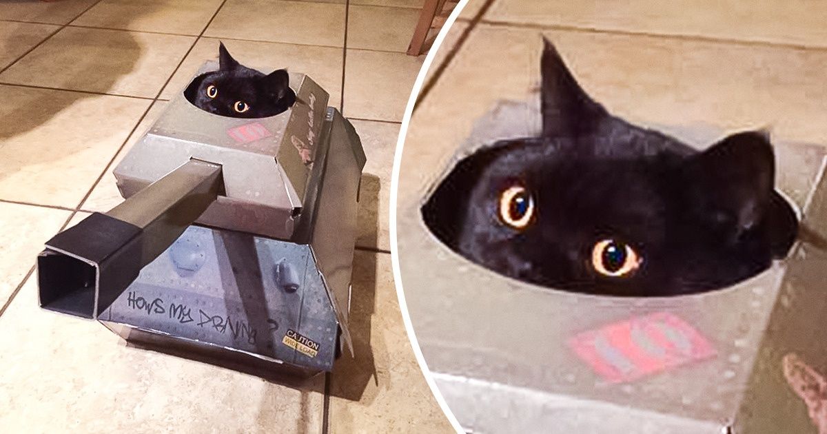 17 Internautes ont fabriqué des tanks en carton pour leurs chats, et ceux-ci sont devenus leurs cachettes favorites