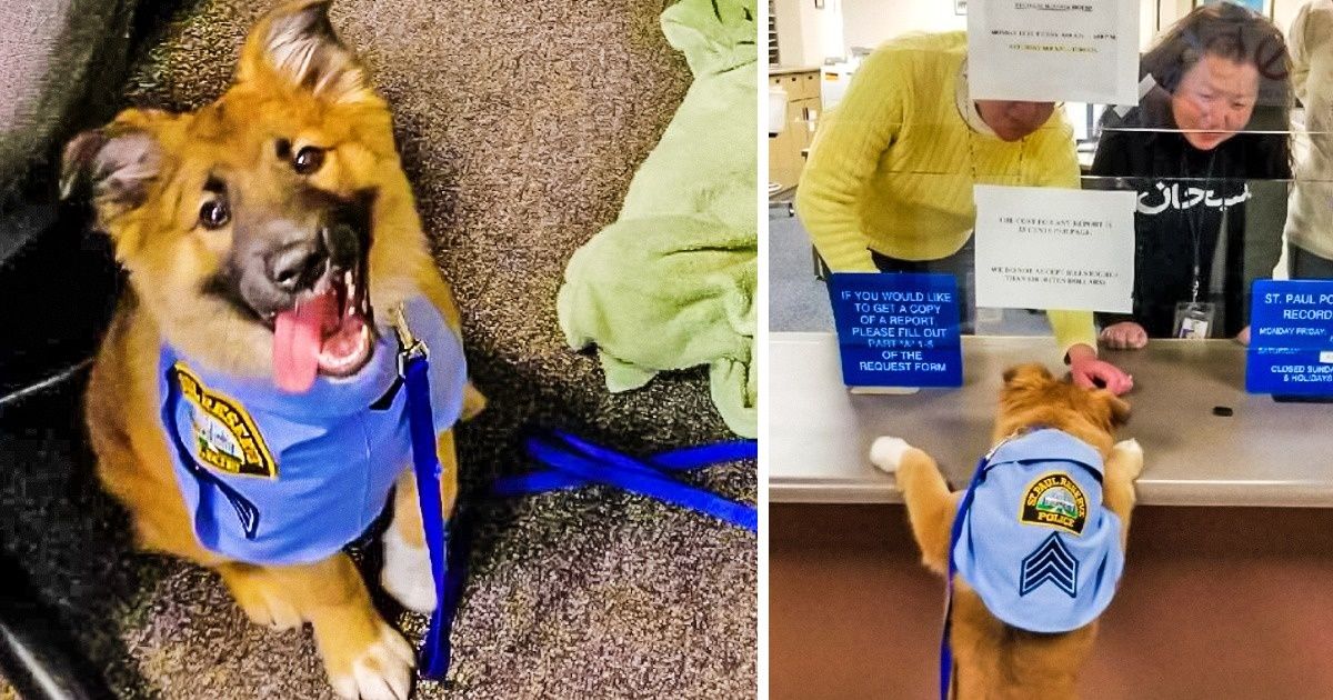 Aux États-Unis, la police a adopté un chiot avec une capacité incroyable, et il est maintenant très célèbre parmi les citoyens