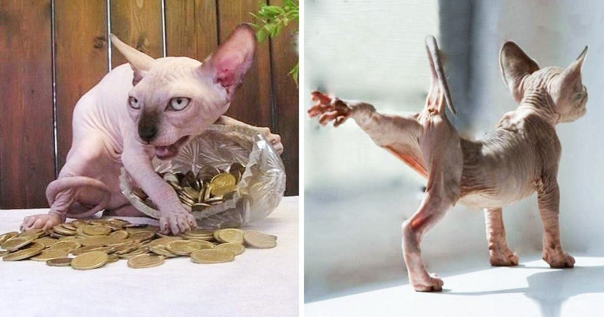 30 Raisons pour lesquelles les chats Sphynx sont incroyablement géniaux