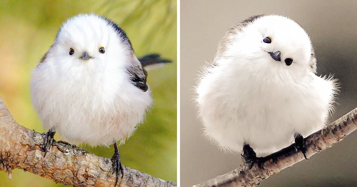 40+ Images douillettes d’un petit oiseau qui ressemble à une boule de coton