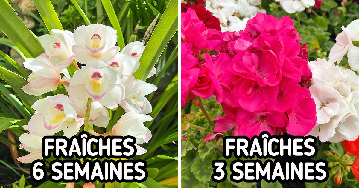 12 Fleurs qui tiennent longtemps pour décorer ton intérieur avec goût
