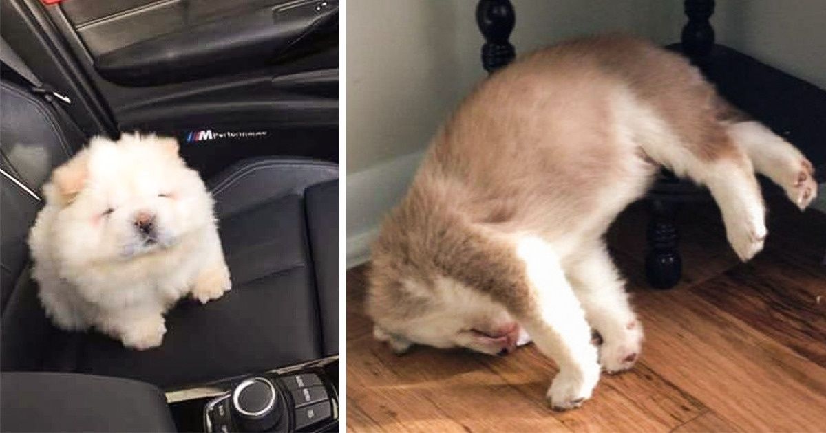 36 Chiots mignons comme tout qui te remonteront le moral et te feront fondre