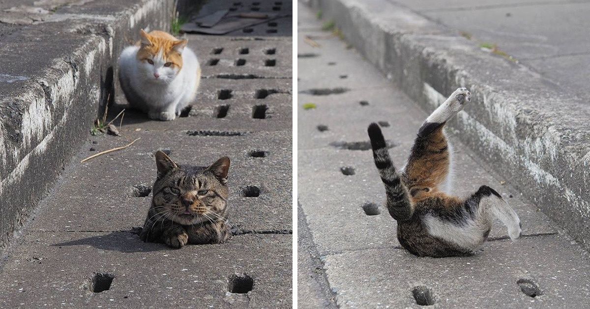 23 Photos qui démontrent que nos animaux domestiques sont adorables et bizarres en même temps