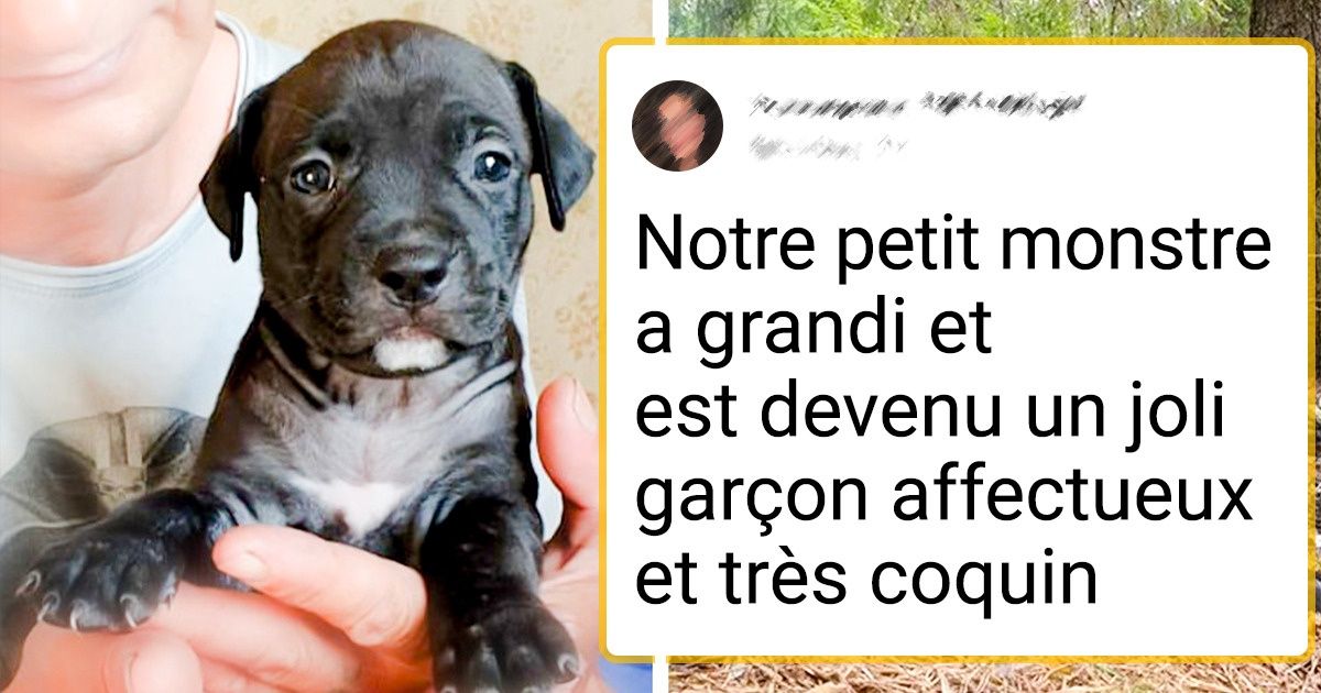 17 Boules de poils toutes mignonnes qui ont grandi trop vite
