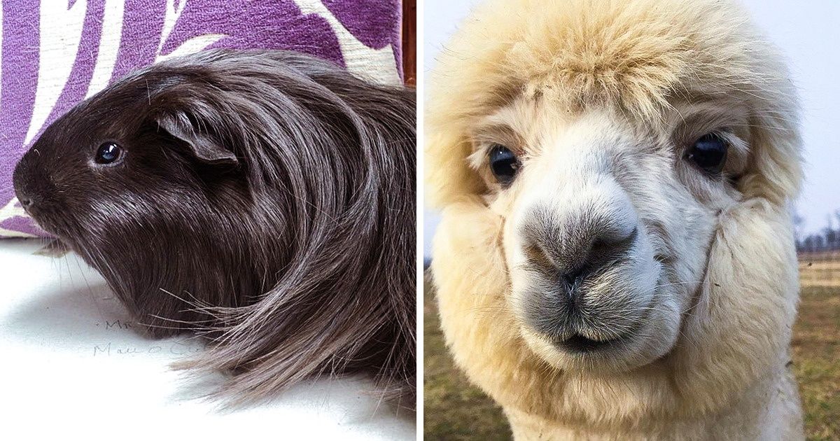 15 Animaux si doux qu’on a envie de les caresser