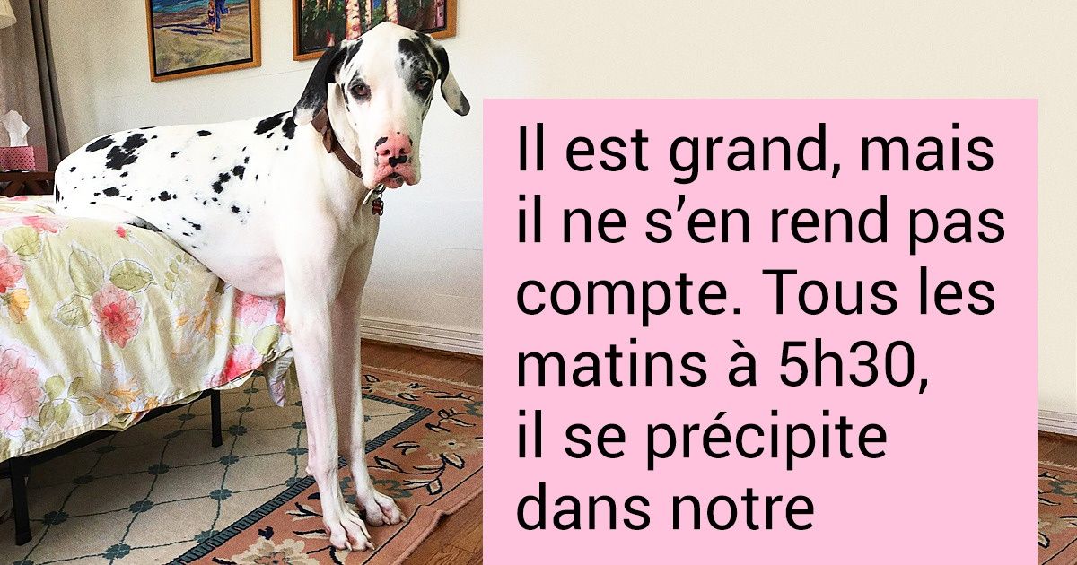 16 Chiens qui sont toujours aussi mignons malgré leur taille