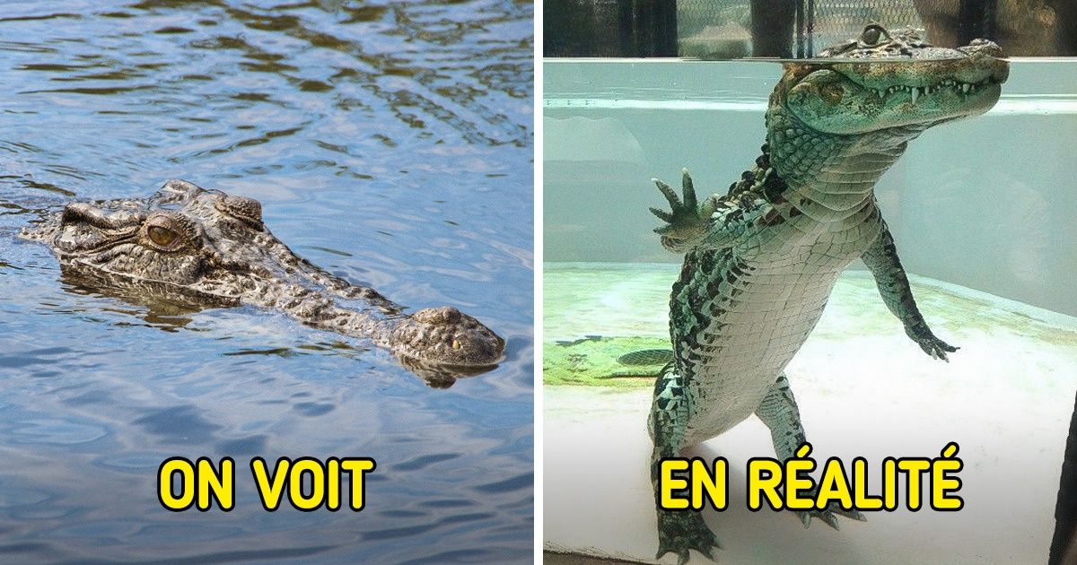 20+ Photos qui vont frapper même ceux qui croient avoir tout vu
