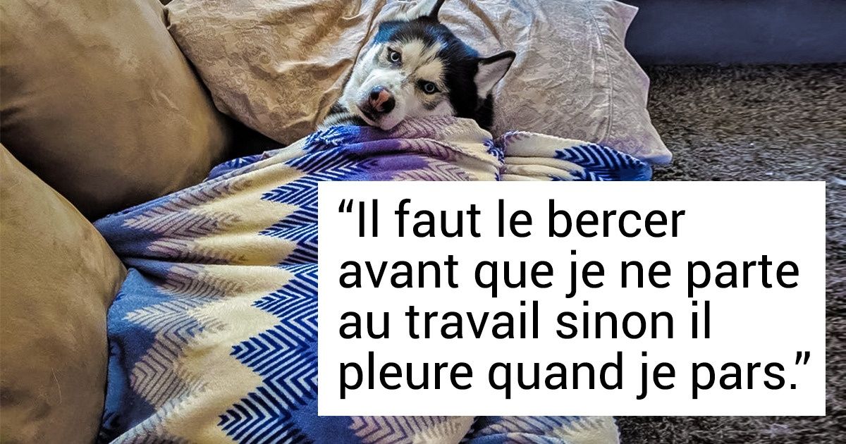 Les gens ont partagé les manies hystériques de leurs chats et chiens. Tes animaux sont-ils aussi maniaques ? Les gens ont partagé les manies hystériques de leurs chats et chiens. Tes animaux sont-ils aussi maniaques ?