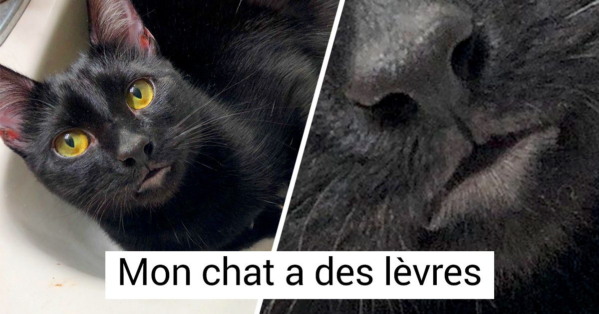 20 Chats qui ont été dotés par la nature d’une vraie et unique particularité