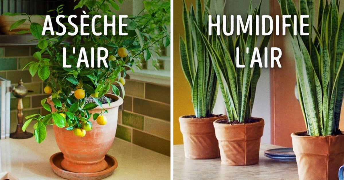 10 Plantes pour créer le microclimat idéal chez soi