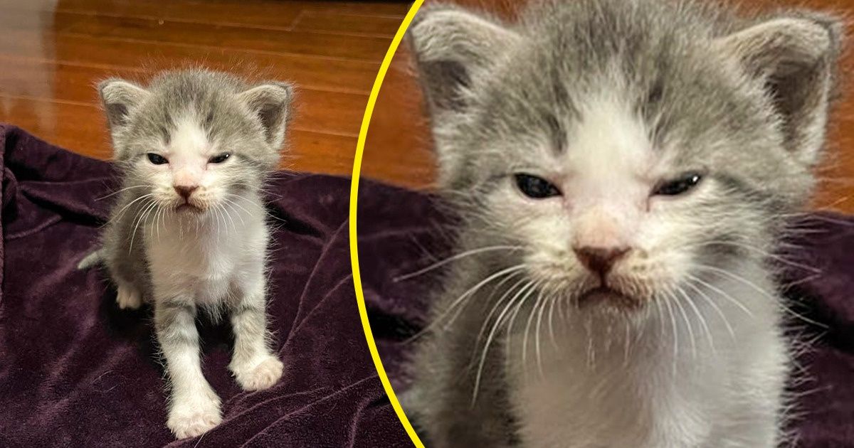 20 Animaux de compagnie qui ne sont pas de mauvaise humeur mais qui ont juste “un visage énervé”