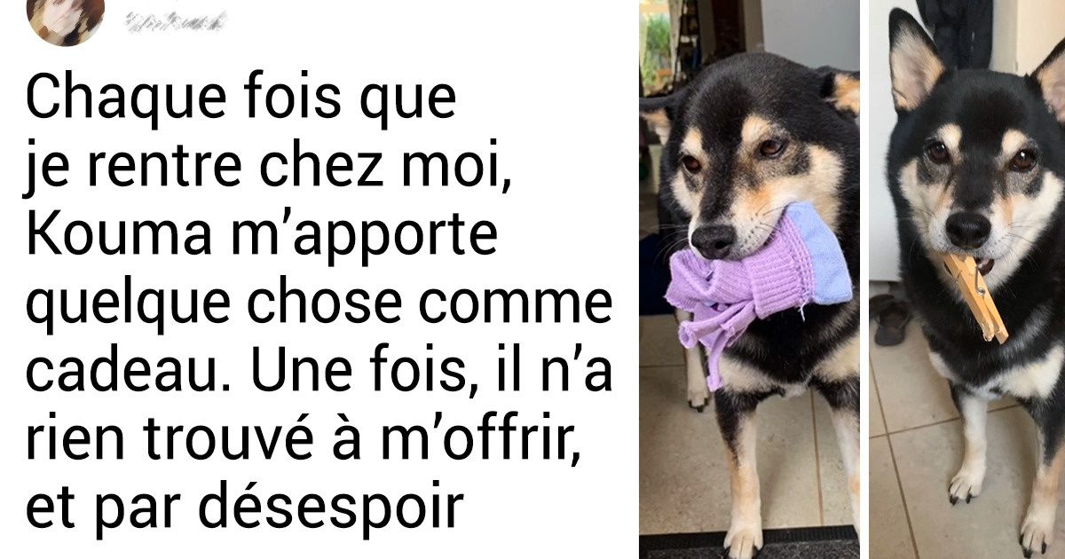 20+ Preuves que la vie sans chiens serait ennuyeuse comme la pluie