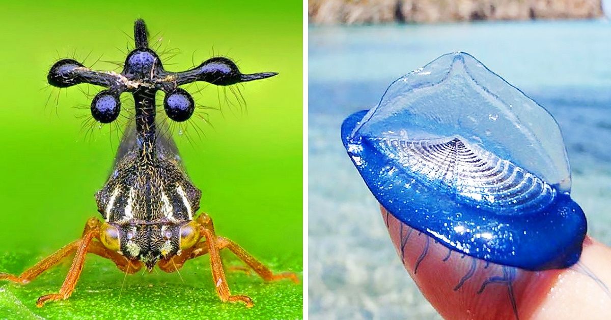 20+ Animaux extraordinaires qui semblent venir d’une autre planète tellement leur beauté est unique et exotique 20+ Animaux extraordinaires qui semblent venir d’une autre planète tellement leur beauté est unique et exotique
