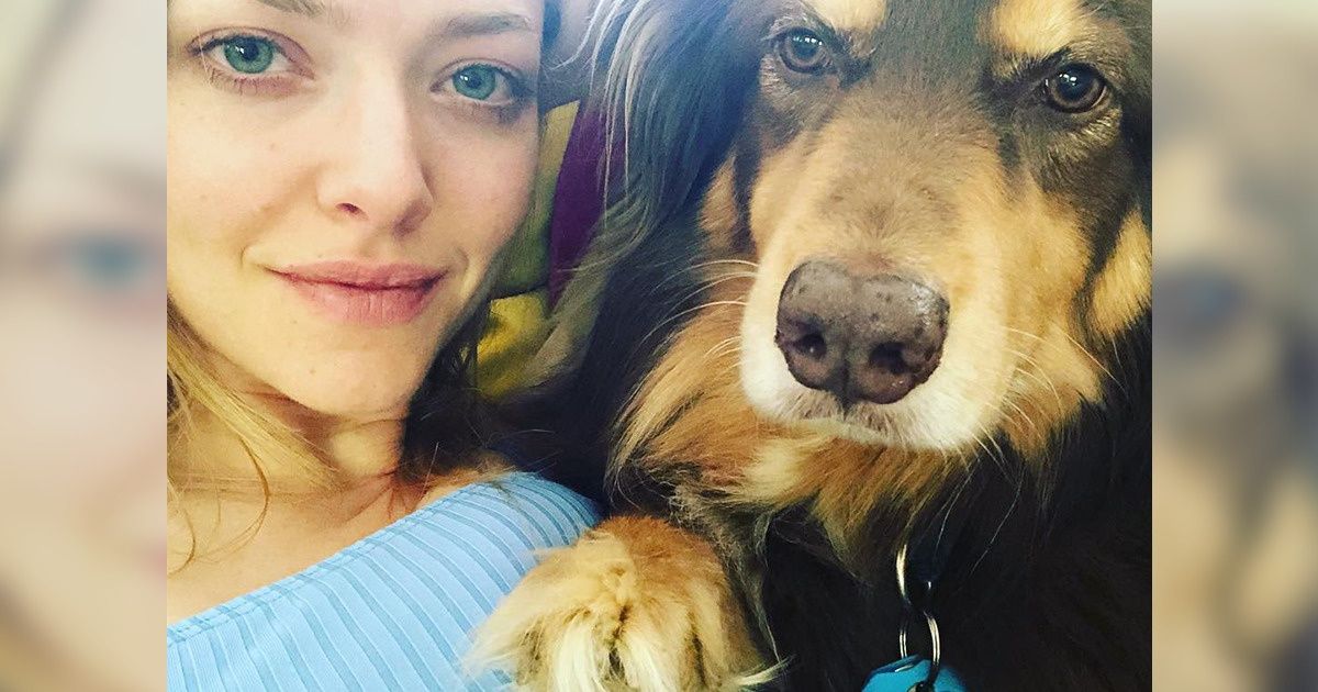 Si ton chien pose sa patte sur toi, cela pourrait vouloir dire “Je t’aime”