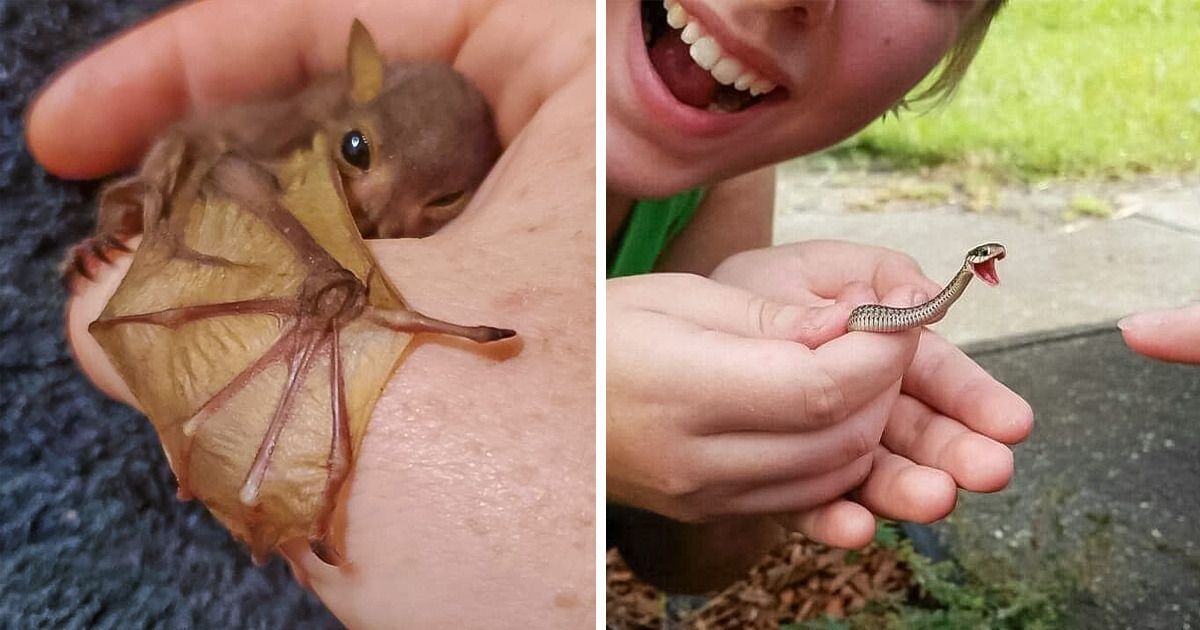 25 Animaux aussi charmants que petits