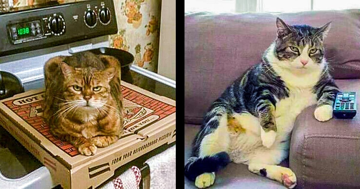 22 Photos qui démontrent que les chats peuvent être de véritables idiots