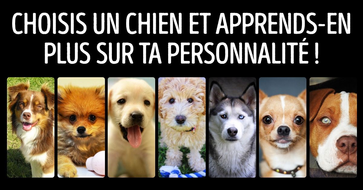 Le chien que tu choisis peut en dire long sur toi ! Le chien que tu choisis peut en dire long sur toi !