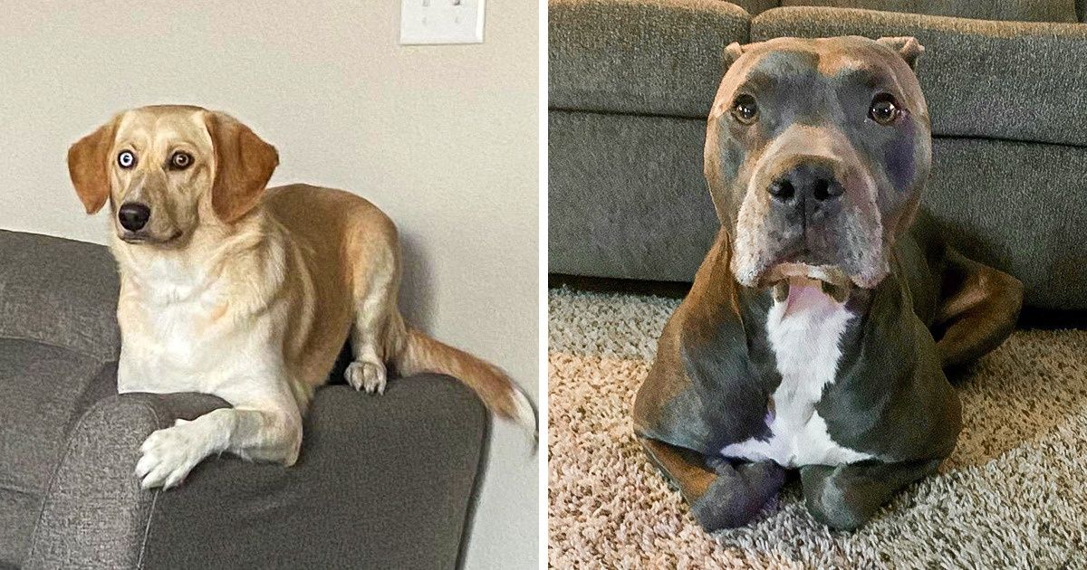 20 Chiens qui se prennent pour des chats