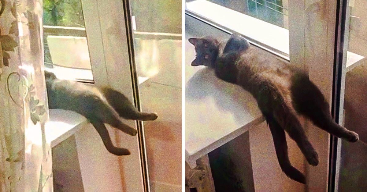 16 Personnes ont montré comment dormaient leurs chats, et c’est la chose la plus mignonne que tu verras aujourd’hui