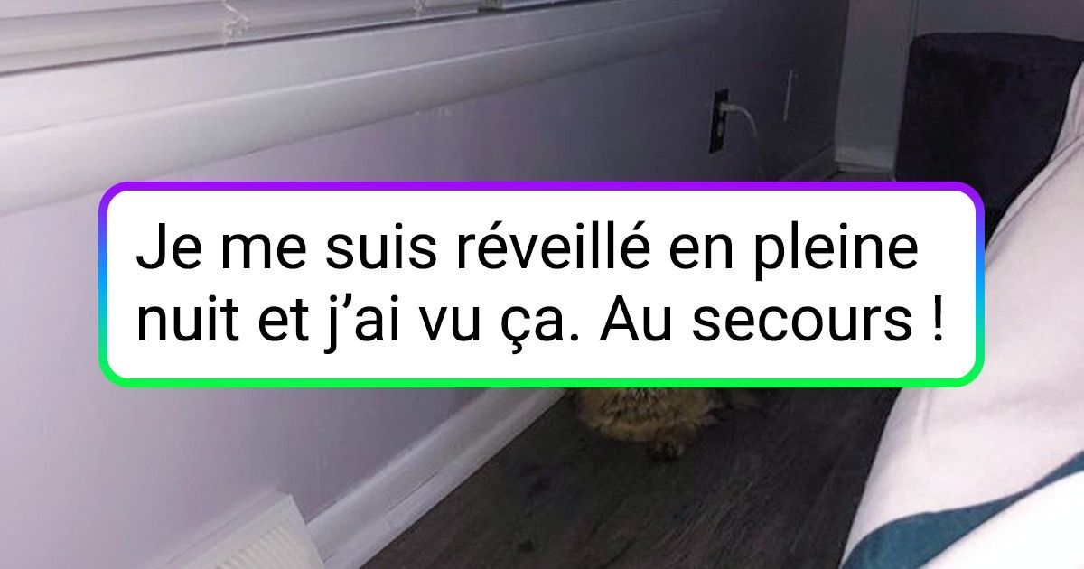 19 Personnes qui ont adopté un chat glouton et qui ont réalisé plus tard ce que cela signifiait vraiment